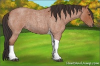 Horse Color:Brown Roan Tobiano 