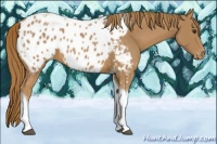 Horse Color:Chestnut Tobiano Appaloosa 