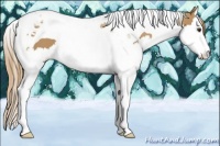 Horse Color:Chestnut Splash Tobiano