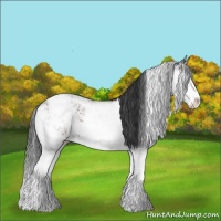Horse Color:Bay Ice Sabino 
