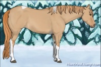 Horse Color:Red Dun Tobiano 