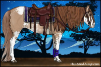 Horse Color:Red Dun Sabino Appaloosa Rabicano 