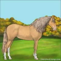 Horse Color:Gold Cream Champagne Roan 