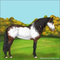 Horse Color:Bay Frame Appaloosa 