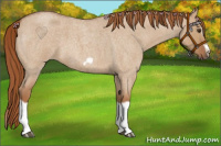 Horse Color:Red Dun Roan Splash Frame Rabicano