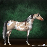 Horse Color:White Spotted Brown Dun 