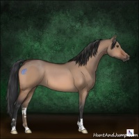 Horse Color:Brown Dun 