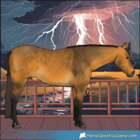 Horse Color:Gray Buckskin Mushroom 