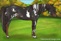 Horse Color:White Spotted Liver Chestnut 