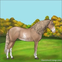 Horse Color:Liver Chestnut Pearl Sabino Rabicano 