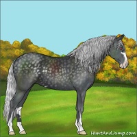 Horse Color:Silver Black Chinchilla Sabino 