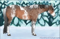 Horse Color:White Spotted Bay Tobiano 