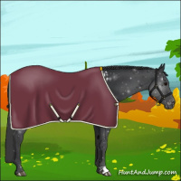 Horse Color:Black Appaloosa 