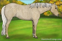 Horse Color:Silver Smoky Blue Roan 