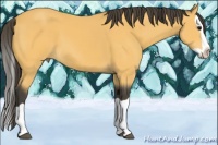 Horse Color:Buckskin Splash