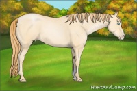 Horse Color:Buckskin Pearl Sabino 