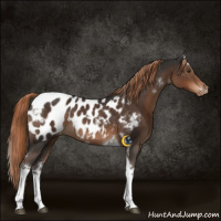 Horse Color:White Spotted Liver Chestnut Tobiano Appaloosa