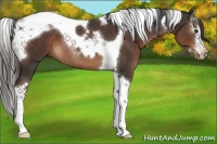 Horse Color:Liver Chestnut Splash Tobiano