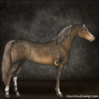 Horse Color:Chocolate Palomino Sabino Rabicano 