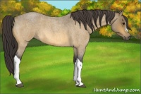Horse Color:Buckskin Roan 