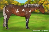 Horse Color:White Spotted Silver Buckskin Rabicano 