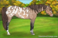 Horse Color:Brown Dun Blanket Rabicano  and Bay Dun Sabino Blanket Rabicano 
