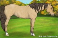 Horse Color:Buckskin Roan 