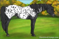 Horse Color:Black Near Leopard 