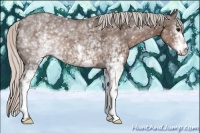 Horse Color:White Spotted Silver Black 