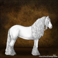 Horse Color:Gray White Spotted Sable Champagne 