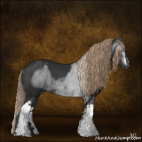 Horse Color:Gray White Spotted Liver Chestnut