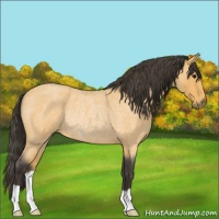 Horse Color:Buckskin Roan Rabicano 