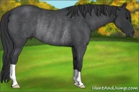 Horse Color:Blue Roan Rabicano