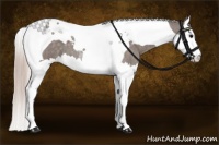 Horse Color:Silver Blue Roan Splash Tobiano 
