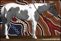 Horse Color:Blue Roan Tobiano 