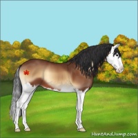 Horse Color:Bay Onyx Splash 