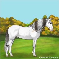 Horse Color:White Spotted Bay Splash Appaloosa 