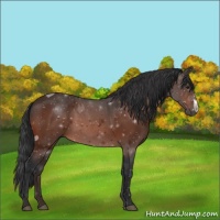 Horse Color:Brown 