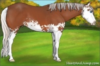 Horse Color:Silver Bay Splash