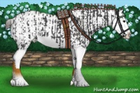 Horse Color:Black Splash  and Bay Dun Sabino Splash Rabicano 