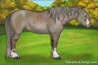 Horse Color:Liver Red Dun Mushroom Sabino Splash Rabicano 