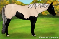 Horse Color:Void Silver Classic Champagne Dun Splash 