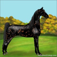 Horse Color:Void Bay Appaloosa 