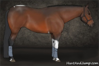 Horse Color:Bay Tobiano 