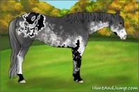 Horse Color:Black Sabino Appaloosa 