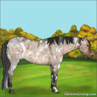 Horse Color:White Spotted Brown Roan Dun Brindle