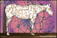 Horse Color:Amber Champagne Appaloosa 