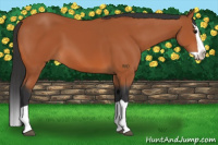 Horse Color:Bay Splash 