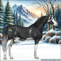 Horse Color:Black Splash  and White Spotted Black Splash 