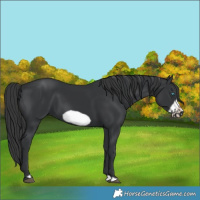 Horse Color:Black Frame